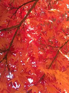 japanese maple marblehead